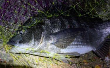 「季節変わると釣り方変わる？」陸っぱりチニングのシーズンごとのパターンを解説