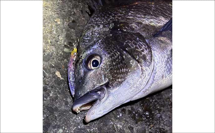 「季節変わると釣り方変わる？」陸っぱりチニングのシーズンごとのパターンを解説