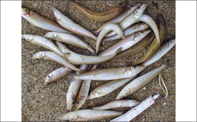 大入島・日向泊港の投げ釣りで25cm超キス続出!【大分】マゴチ67cm&イトヨリ51cmも登場