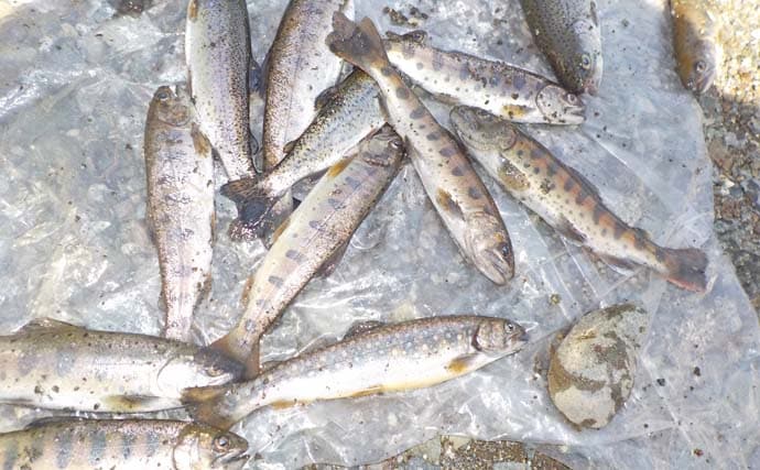 道志川の渓流エサ釣りでヤマメ＆イワナが好反応　同行者全員安打を達成！