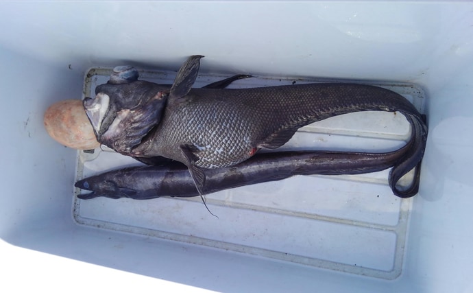 ウナギを超えるアブラギッシュな魚を発見 深海の新名物「黒ハモ」を食べてみた
