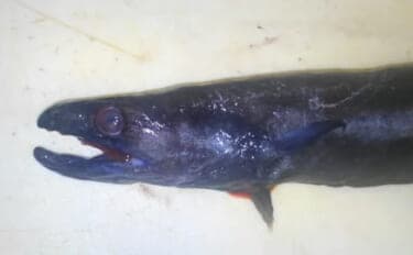 ウナギを超えるアブラギッシュな魚を発見 深海の新名物「黒ハモ」を食べてみた