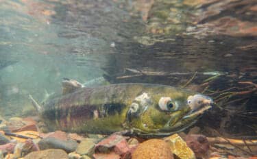 野生の＜シロザケ＞を求めて北海道へ　道東の自然河川で観察したサケの最後の瞬間