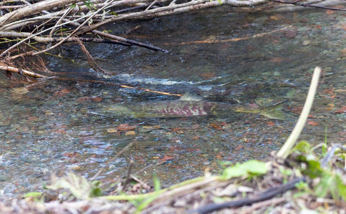 野生の＜シロザケ＞を求めて北海道へ　道東の自然河川で観察したサケの最後の瞬間