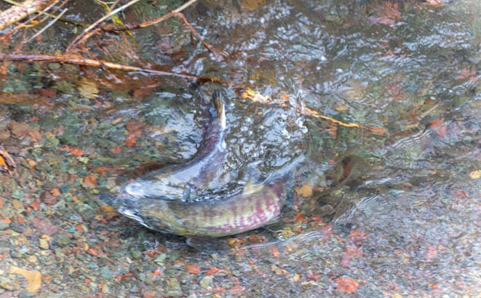 野生の＜シロザケ＞を求めて北海道へ　道東の自然河川で観察したサケの最後の瞬間