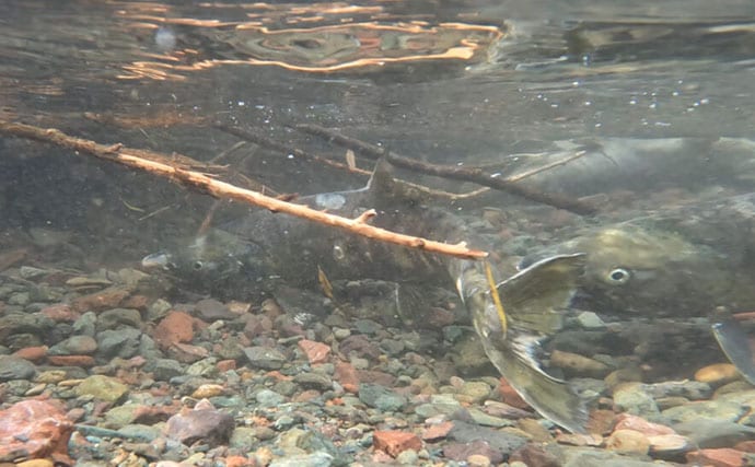 野生の＜シロザケ＞を求めて北海道へ　道東の自然河川で観察したサケの最後の瞬間