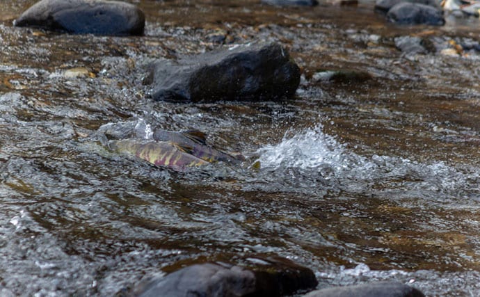 野生の＜シロザケ＞を求めて北海道へ　道東の自然河川で観察したサケの最後の瞬間