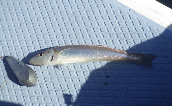 東京湾・船イシモチ釣りで本命19匹【神奈川・鴨下丸】ゲストのシロギスに苦戦？