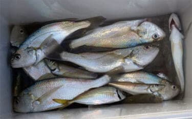 東京湾・船イシモチ釣りで本命19匹【神奈川・鴨下丸】ゲストのシロギスに苦戦？