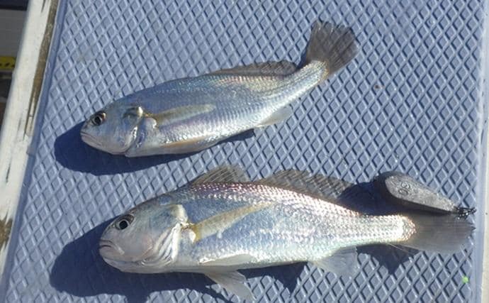 東京湾・船イシモチ釣りで本命19匹【神奈川・鴨下丸】ゲストのシロギスに苦戦？