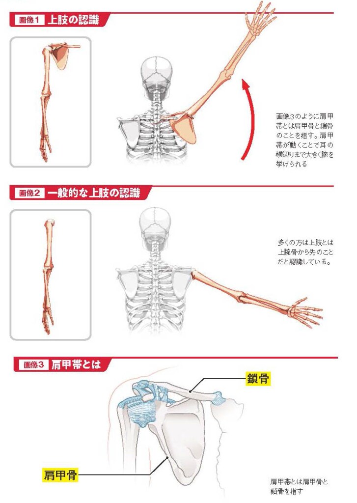 上肢の認識など【スポーツ障害予防の教科書】