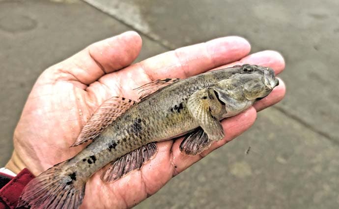 猫実川&塩浜三番瀬公園のハゼ釣りで37尾キャッチ【千葉】16cm超えウロハゼも登場