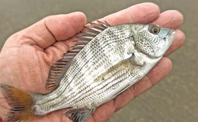 猫実川&塩浜三番瀬公園のハゼ釣りで37尾キャッチ【千葉】16cm超えウロハゼも登場