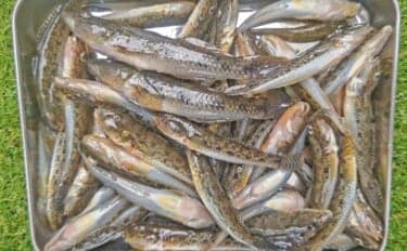 猫実川&塩浜三番瀬公園のハゼ釣りで37尾キャッチ【千葉】16cm超えウロハゼも登場