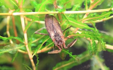 捕えたサカナを溶かして吸う？　絶滅危惧種の水生昆虫『タイコウチ』のすごい特技