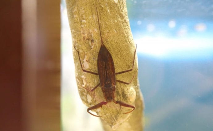 捕えたサカナを溶かして吸う？　絶滅危惧種の水生昆虫『タイコウチ』のすごい特技