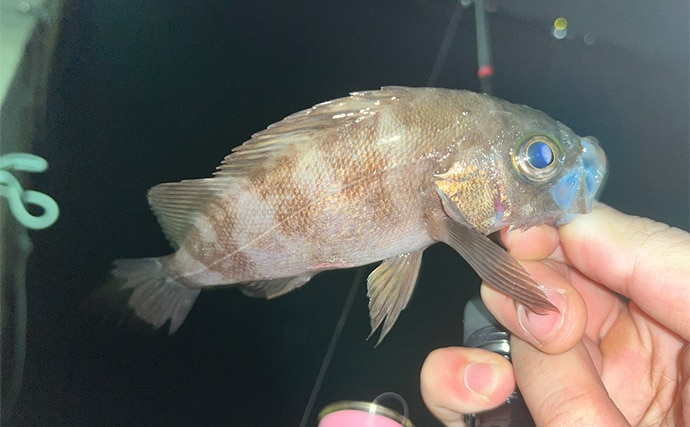 「そろそろ準備をしよう！」海水温でメバルの到来を予測する　適水温は12〜16度