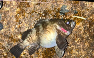 「そろそろ準備をしよう!」海水温でメバルの到来を予測する 適水温は12〜16度