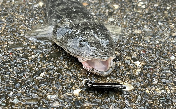人気釣りフィールド「浜名湖」の不人気ポイント【表鷲津湖岸公園】はマゴチパラダイス？