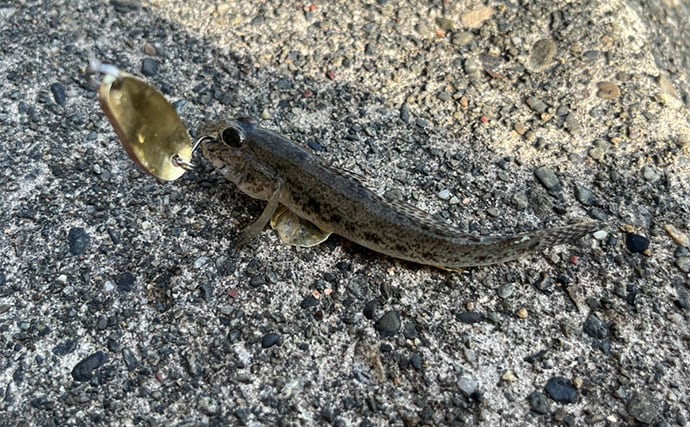 人気釣りフィールド「浜名湖」の不人気ポイント【表鷲津湖岸公園】はマゴチパラダイス？