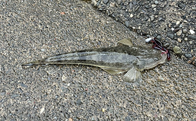 人気釣りフィールド「浜名湖」の不人気ポイント【表鷲津湖岸公園】はマゴチパラダイス？