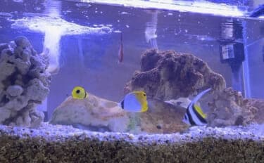 初めての【海水魚の自宅飼育】徹底解説 4つのステップとおすすめの魚とは?