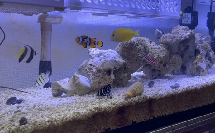 初めての【海水魚の自宅飼育】徹底解説　4つのステップとおすすめの魚とは？