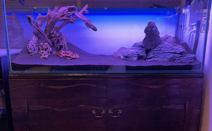 初めての【海水魚の自宅飼育】徹底解説　4つのステップとおすすめの魚とは？