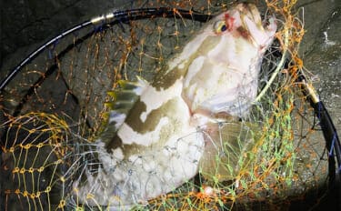 夜の磯釣りで2.4kgクエ浮上【山口】エサ取りが消えたタイミングで本命ヒット!