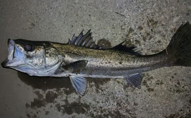 春の河川で75cmシーバスをキャッチ！【千葉】バイブレーション早巻きに反応