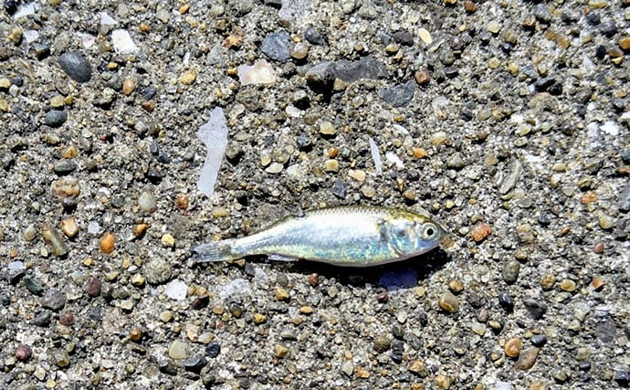 春の河川で75cmシーバスをキャッチ！【千葉】バイブレーション早巻きに反応