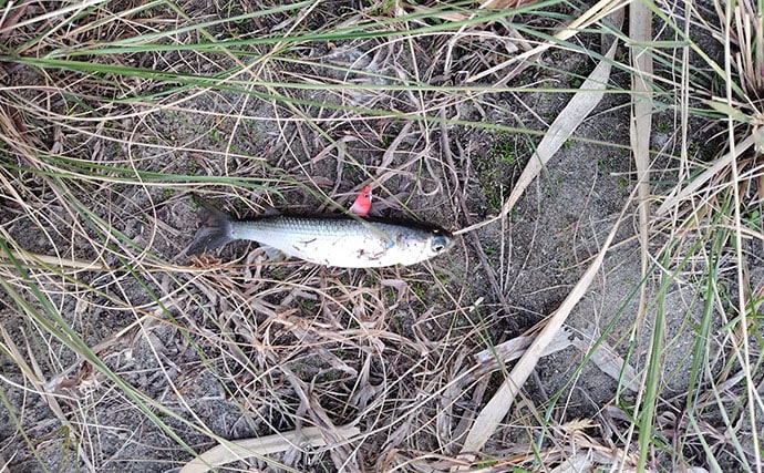 春の河川で75cmシーバスをキャッチ！【千葉】バイブレーション早巻きに反応