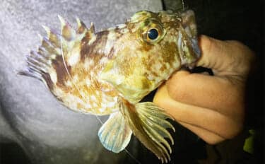 消波ブロック帯でライトルアー釣行で26cm良型カサゴをキャッチ!【三重】