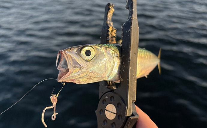 陸っぱりルアー釣りでサバを狙う「サバゲーム」攻略法 アシストフックでヒット率UP!