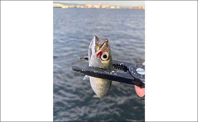 陸っぱりルアー釣りでサバを狙う「サバゲーム」攻略法 アシストフックでヒット率UP!