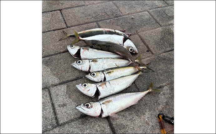 陸っぱりルアー釣りでサバを狙う「サバゲーム」攻略法 アシストフックでヒット率UP!