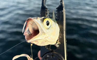 陸っぱりルアー釣りでサバを狙う「サバゲーム」攻略法 アシストフックでヒット率UP!