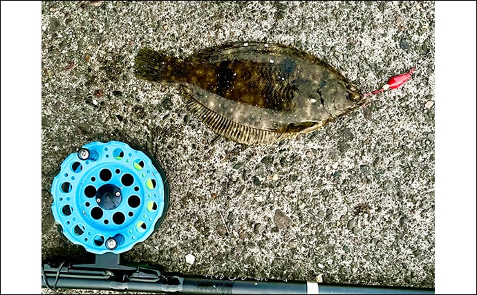 ヘチ釣りで想定外のカレイをキャッチ！【三重】夕マヅメにヒット