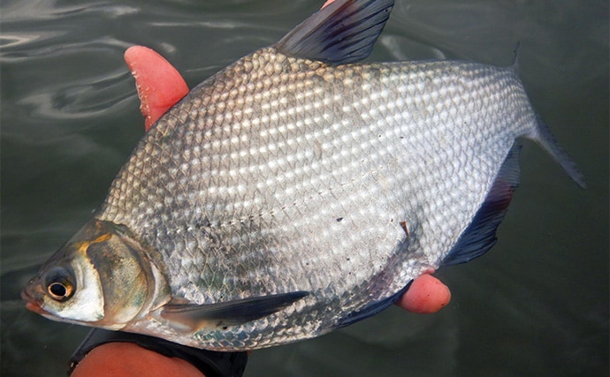 淡水五目釣りで91cm大型ゴイを手中【常陸利根川】ダントウボウとアメナマは連発