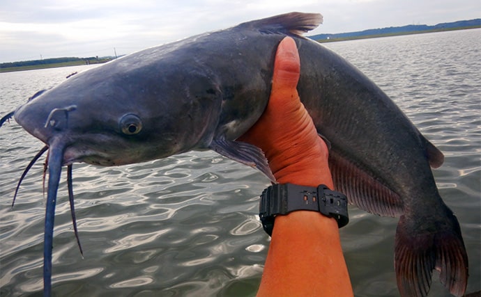 淡水五目釣りで91cm大型ゴイを手中【常陸利根川】ダントウボウとアメナマは連発