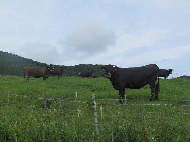 畜産農家の高齢化とメガソーラー事業の影響で、牛が草をはむ光景を見る機会は少なくなりつつある