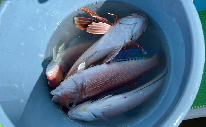 アマダイ釣りは多彩なゲストとの出会いが面白い！【ちがさき丸】本命5匹に多彩なゲスト登場