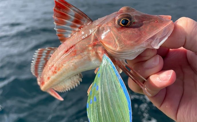 アマダイ釣りは多彩なゲストとの出会いが面白い！【ちがさき丸】本命5匹に多彩なゲスト登場