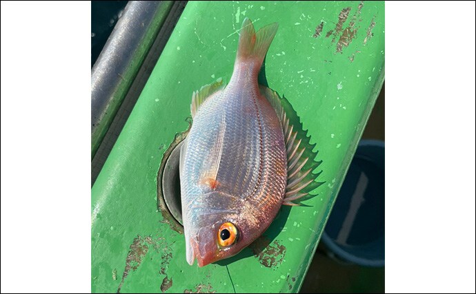 アマダイ釣りは多彩なゲストとの出会いが面白い！【ちがさき丸】本命5匹に多彩なゲスト登場