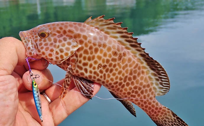 秋の的矢湾ライトゲームで6魚種キャッチ!【三重】メッキ・カマス・アオヤガラ登場