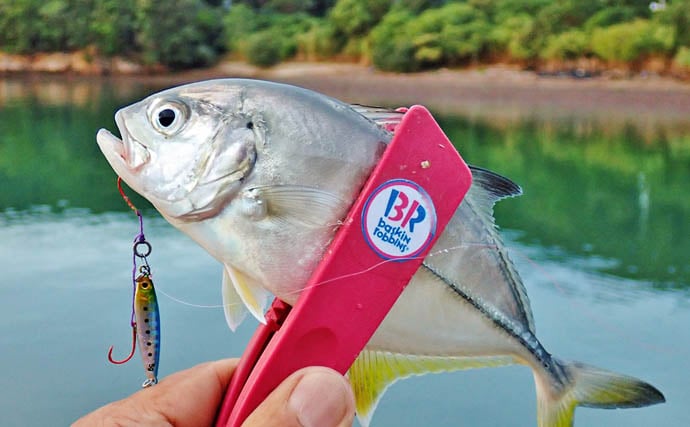秋の的矢湾ライトゲームで6魚種キャッチ!【三重】メッキ・カマス・アオヤガラ登場