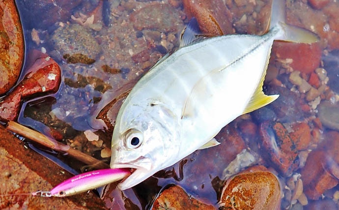 秋の的矢湾ライトゲームで6魚種キャッチ!【三重】メッキ・カマス・アオヤガラ登場