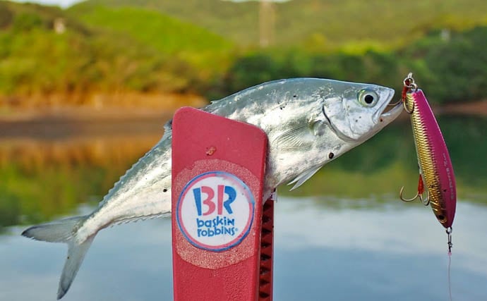 秋の的矢湾ライトゲームで6魚種キャッチ!【三重】メッキ・カマス・アオヤガラ登場