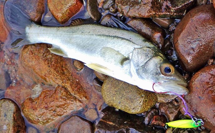 秋の的矢湾ライトゲームで6魚種キャッチ!【三重】メッキ・カマス・アオヤガラ登場