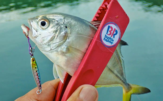 秋の的矢湾ライトゲームで6魚種キャッチ!【三重】メッキ・カマス・アオヤガラ登場